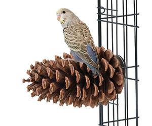 Plataforma de loro - Soporte de piña natural, bastón de pata Accesorio para pájaros | Perchas jaula para periquitos, pájaros del amor, loros pequeños y medianos, broche de ejercicio de garras