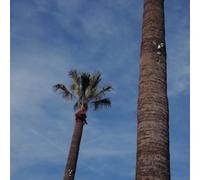 Please Let Me Know [Vinilo]