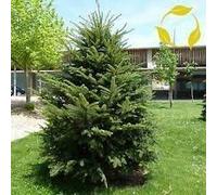 PlenTree Europeo de Plata de Abeto Abies Alba - 10 + Semillas