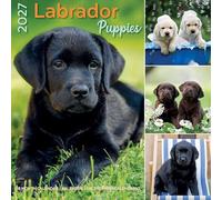 Plenty Gifts Calendario 2027 - Calendario de pared para cachorros Labrador - Calendario mensual - 16 meses - 30 x 30 cm
