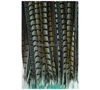 Pluma de Faisán Lady Amherst 55-60 Cm - Varios Colores