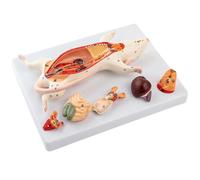 Pluuttiem Modelo de Anatomía de la Rata Estructura de los Órganos Internos del Ratón Enseñanza de la Biología Manejo Experimental de Animales Anatómicos