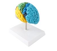 Plyisty Modelo de Cerebro Humano Hemisferio Derecho, Anatomía de PVC con | Herramienta de enseñanza de neurociencia, molde cerebral funcional de simulación, para psicología y educación cognitiva,
