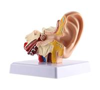 Pmandgk de anatomía del oído humano 1.5X - profesional de simulación de estructura de oído interno de escritorio para la educación