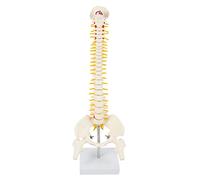 Pmandgk Modelo de columna lumbar flexible 1: 1 de 45 cm para adultos, modelo de esqueleto humano con discos de cinta para masajes, yoga