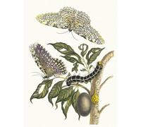 PMEFGJDPE Famoso Cuadro Pared Lienzo Pintura Decorativa Albero della Cambogia di Maria Sibylla Merian para Decoraciones del Hogar 60x90cm