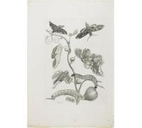 PMEFGJDPE Famoso Pared Decoración Arte Lienzo Imagen Farfalle Bruchi e Pianta di Maria Si para Decoración de Paredes 60x90cm
