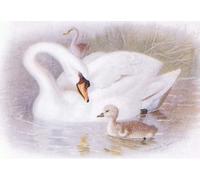 PMEFGJDPE Famoso Prints Sobre Lienzo Impresión de Carteles Il Cigno Muto di Archibald Thorburn para la Decoración del Hogar del Dormitorio 60x90cm
