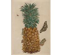 PMEFGJDPE Pinturas Famosas Cuadro Pared Lienzo Pintura Decorativa Frutta e scarafaggio Illustrazione di Maria Sibylla Merian para Decoraciones del Hogar 60x90cm