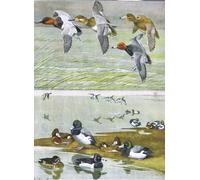 PMEFGJDPE Pinturas Famosas Cuadro Pared Lienzo Pintura Decorativa Illustrazione dalla storia naturale degli uccelli est di Louis Agassiz Fuertes para Decoraciones del Hogar 60x90cm