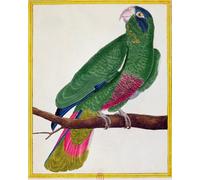 PMEFGJDPE Pinturas Famosas Pared Decoración Arte Lienzo Imagen Pappagallo Da 'Storia naturale degli uccelli di Francois Nicolas Maritinet para Decoración de Paredes 60x90cm