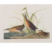PMEFGJDPE Pinturas Famosas Prints Sobre Lienzo Impresión de Carteles Illustrazione di Birds of America di John Audubon para la Decoración del Hogar del Dormitorio 60x90cm
