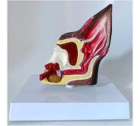 PMYIEXILA Modelo anatómico de oreja de perro, modelo de anatomía de órganos animales, modelo de oreja canina, estructura anatómica de oreja de perro, para enseñanza de exhibición de estudio