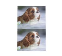 Poadnly Cara de Cavalier King Charles Spaniel,Paños de Cocina absorbentes con diseño de gofre Toalla de Cocina, 41 x 66 cm