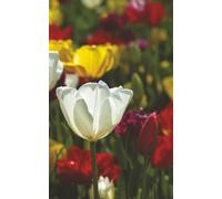 Pocket Journal: Small Space for Big Ideas