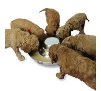 Podinor Cuencos alimentadores para cachorros, acero inoxidable, para perros y mascotas, comida y agua para cachorros de destete