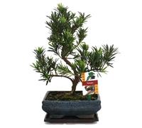 Podocarpus - Podocarpus macrophyllus - 8 years