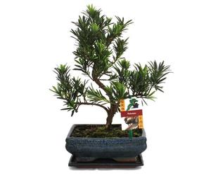 Podocarpus - Podocarpus macrophyllus - 8 years
