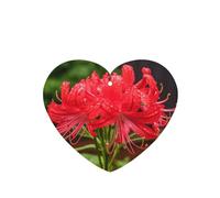 Poezjzw 6 piezas con diseño de lirio de araña roja, aroma de lavanda, aroma de coche, forma de corazón, fragancia colgante que se aplica a los zapatos del armario