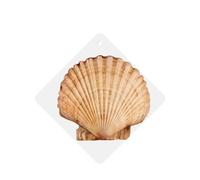 Poezjzw Ambientadores cuadrados con aroma a lavanda para coche, patrón de conchas marinas, 4 unidades, tabletas de aromaterapia para armario, zapatero, eliminar