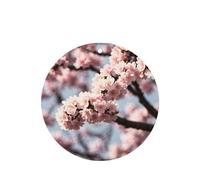 Poezjzw Ambientadores de coche con patrón de flores de cerezo florecientes, 6 unidades, forma redonda, para colgar en tabletas de aromaterapia, ambientadores perfumados para dormitorio y baño