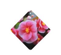 Poezjzw Begonia In Bloom - Ambientadores para coche, 6 unidades, cuadrados, para colgar en tabletas de aromaterapia, ambientadores perfumados para dormitorio y baño