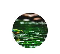 Poezjzw Bluebird - Ambientadores para coche, diseño de juego en agua, 6 unidades, forma redonda, para colgar en aromaterapia, ambientadores perfumados para dormitorio y baño