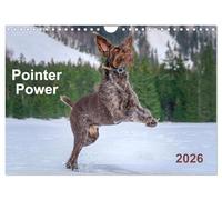 Pointer Power (Wall Calendar 2026 DIN A4 landscape), CALVENDO 12 Month Wall Calendar: German wire-haired Pointer rocking all seasons in pure nature settings