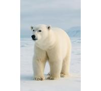 Polar Bear: Softcover writing journal - ideal for school, travel & gifts