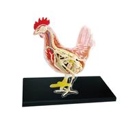 Pollito Rojo y Blanco: Rompecabezas 4D Maestro para Montar, Modelo Anatómico de Órganos para Enseñanza de Biología Animal