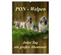 PON-Welpen - jeder Tag ein großes Abenteuer / Planer (Wandkalender 2026 DIN A2 hoch), CALVENDO Monatskalender: PON-Welpen - einzigartige, sehr intelligente "Teddybären" mit unstillbarem Spieltrieb
