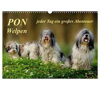 PON - Welpen, jeder Tag ein großes Abenteuer (Wandkalender 2026 DIN A3 quer), CALVENDO Monatskalender: PON-Welpen - einzigartige, sehr intelligente "Teddybären" mit unstillbarem Spieltrieb