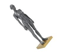 Pongnas Modelo Anatómico Humano Estructura Musculoesquelética Femenina Escultura Educación Naturaleza Vida Salud Física Enseñanza Escuela Hospital Resina 30cm