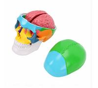 Pongnas Modelo de Anatomía del Cráneo Humano, Pantalla de Cráneo Desmontable para Educación en Ciencias del Cerebro para Aprendizaje en el Aula, Diseño Extraíble de PVC con Regiones