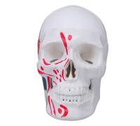 Pongnas Modelo de Cráneo Humano de Tamaño 1/2, Modelo de Anatomía de PVC de Cráneo Anatómico para Enseñar Aprendizaje con Diseño Compacto Duradero 4,53x3,35x2,76 Pulgadas