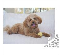 Poodle Rompecabezas Imposible,desafío Para Adultos Brown Poodle with Tennis Ball on Couch Entretenimiento Creativo 1000 Piezas Obra De Arte De Juego De Para Adultos Y Niños A Partir De 12 Años 70x50cm