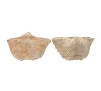 POPETPOP 2 Piezas de Conchas Naturales Fósiles Formas Únicas para Decoración y Estudios Educativos de Geología y Paleontología