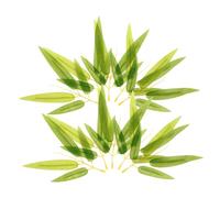 POPETPOP 50 Piezas Decoración de Hojas de bambú. Hoja de bambú Estera de para Hacer Sushi Decoraciones de Fiesta China Hojas de plátano para cocinar tipe Green