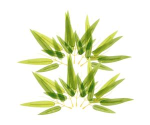 POPETPOP 50 Piezas Decoración de Hojas de bambú. Hoja de bambú Estera de para Hacer Sushi Decoraciones de Fiesta China Hojas de plátano para cocinar tipe Green