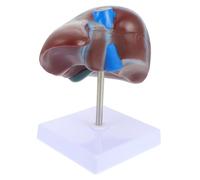 POPETPOP Anatómico de Hígado con Base para Enseñanza Médica Realista y Duradero para Laboratorios Escuelas y Formación Anatomía