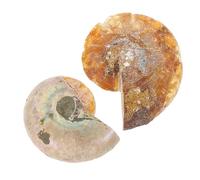 POPETPOP de Fósiles de Amonita Didáctico de Fósiles Naturales 2 Piezas para Enseñanza y Adorno para Laboratorio y Aula
