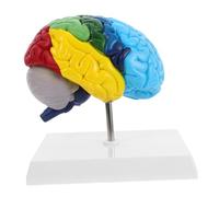 POPETPOP Hemisferio Derecho con Anotaciones Color para Enseñanza Médica y Estudio de Neurociencia Aulas y Hospitales
