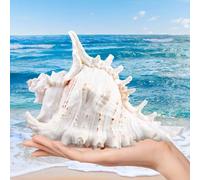 PORFOYO Conchas Marinas Gigantes, Enormes Caracolas Oceánicas de 14 a 16 cm para Manualidades Acuarios Decoración del Hogar Boda Fiesta de Playa y Colección Conchas Marinas Naturale Decorativas
