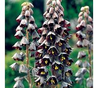 Portal Cool 05: 50 Pz Corona Imperiale Fritillaria Fiore Pianta Bulbi Giardino Decor Iry3