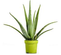 Portal Cool 1 Aloe Vera Barbadensis Vertical de Hoja perenne jardín Planta Sano en el crisol