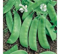 Portal Cool 10 - Frijoles: Semillas de guisante avalancha - Produce más zarcillos que los guisantes típicos. !!!!