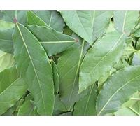 Portal Cool 100 Fogli della Baia Salsa Fresca Cook Alimenti biologici/organici Foglie di Alloro