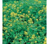 Portal Cool 1kg abono Verde Mostaza Alto Verde Materia de Semillas FREEPOST