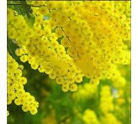 Portal Cool 20 de oro Mimosa plantas Acacia Baileyana amarillo zarzo flor del árbol de plantas Semillas