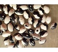 Portal Cool 20 semi Calypso Fagiolo Certified Organic Aka Orka Fagioli Yin Yang Caraibi